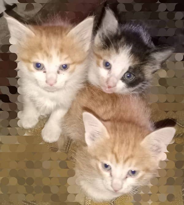 3 kitten for free sale 0