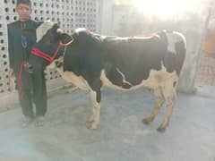 cow