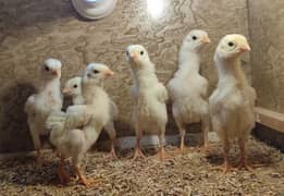 Quality White O Shamo Chicks