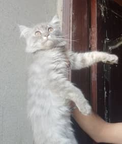 Persian kitten