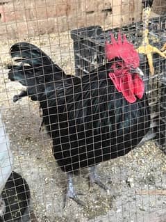 Bantam Hens for sale