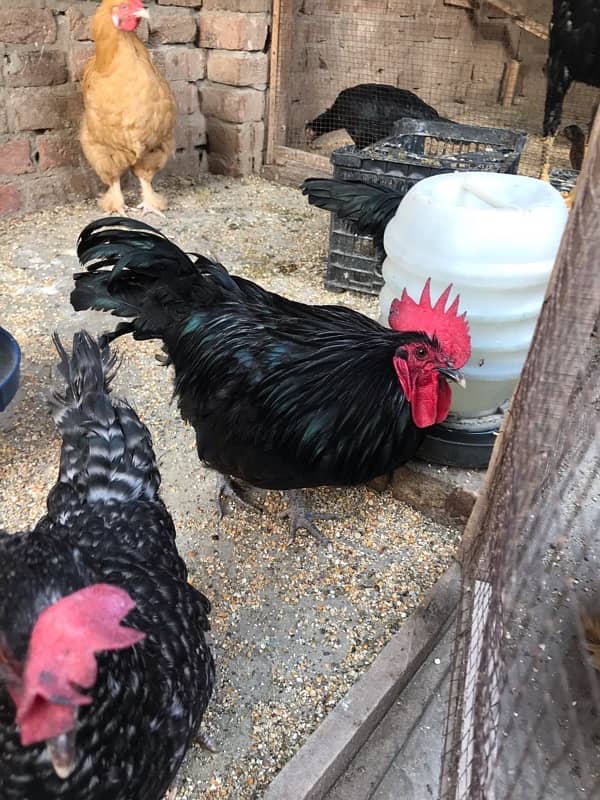 Bantam Hens for sale 1