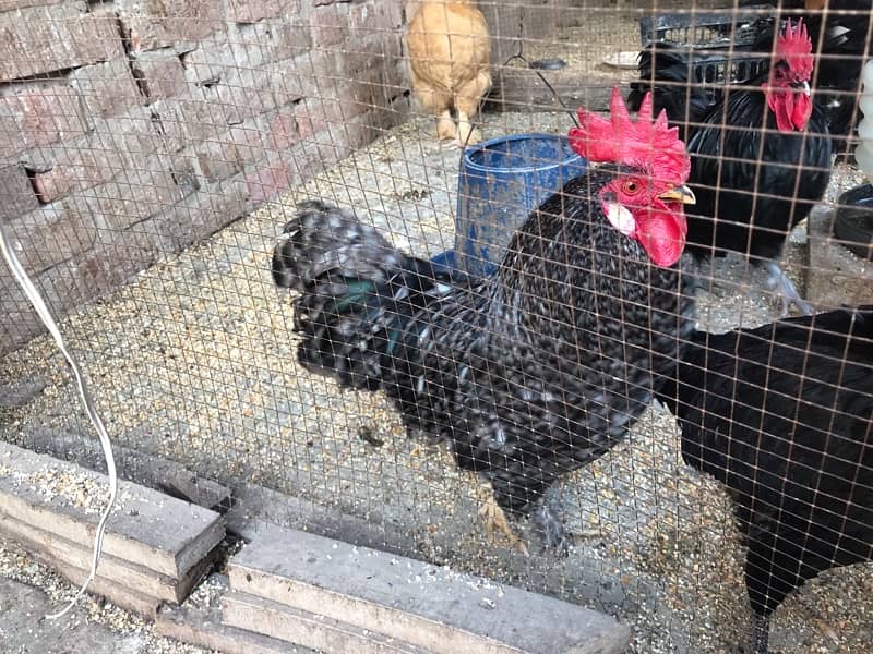 Bantam Hens for sale 2