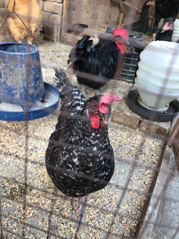 Bantam Hens for sale 3