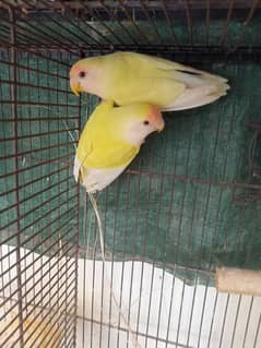 rosicoli peach face love birds breeder pair