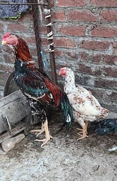 Aseel Murga Pair For Sale