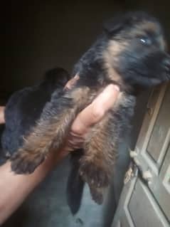 germon shehperd long coat puppys for sale