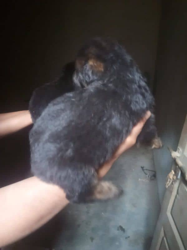 germon shehperd long coat puppys for sale 2