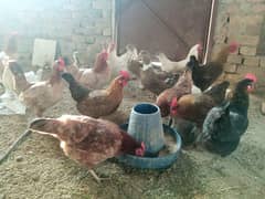 Healthy Golden Misri Hens for Sale || Affordable Price