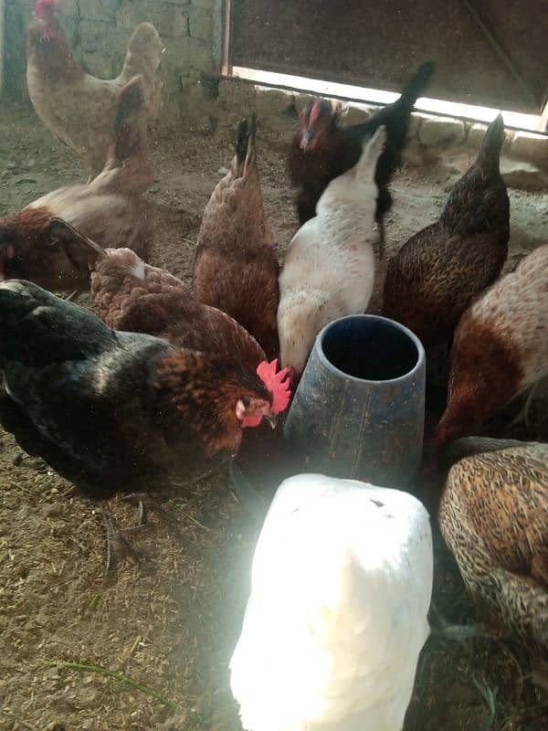 "Healthy Golden Misri Hens for Sale || Affordable Price" 1