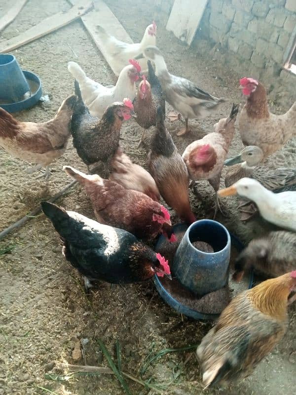 "Healthy Golden Misri Hens for Sale || Affordable Price" 2