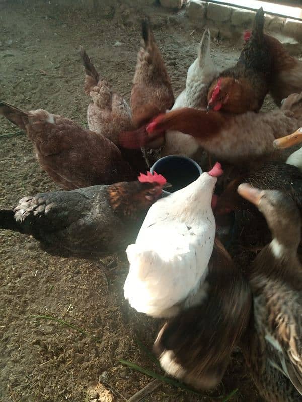 "Healthy Golden Misri Hens for Sale || Affordable Price" 3