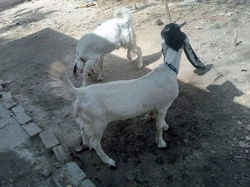 desi healthy goat only in 50000 1