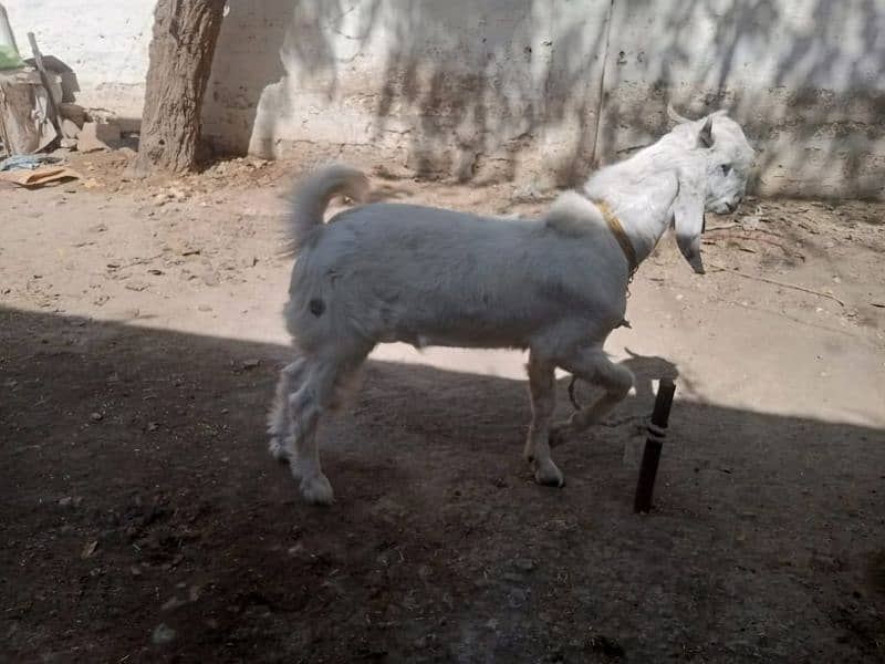 desi healthy goat only in 50000 2