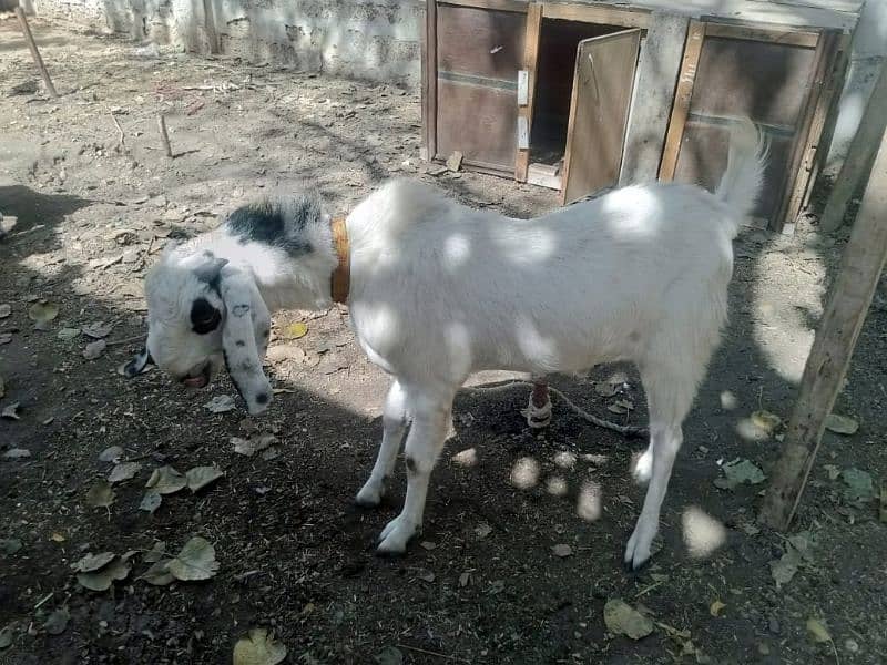 desi healthy goat only in 50000 4