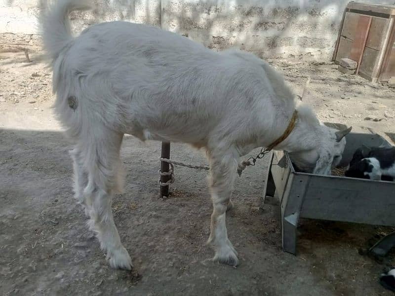 desi healthy goat only in 50000 5