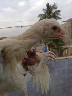 Parrot beak paper white chicks | aseel white parrot beak long tail