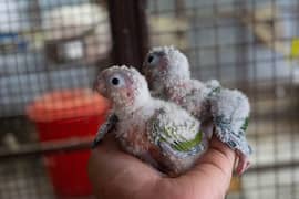 Pineapple and yellowsided chicks