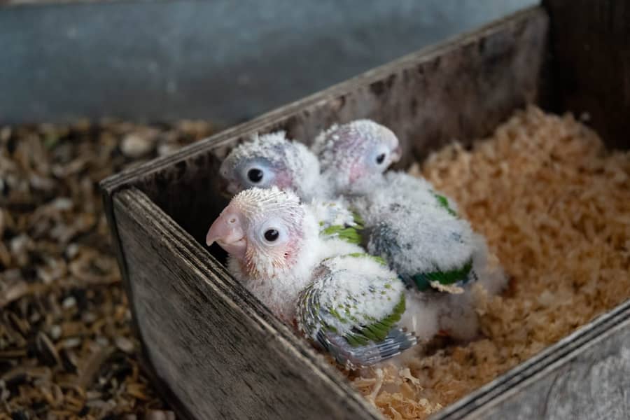 Pineapple and yellowsided chicks 1