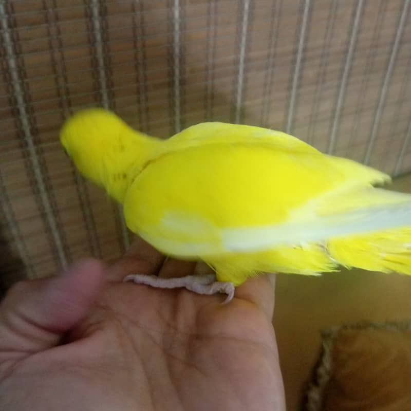 Yellow Ring Neck 2