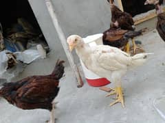 Aseel chicks for sale (1 white and 4 brown) at very low price.