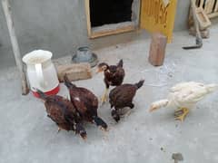 Aseel chicks for sale (1 white and 4 brown) at very low price.