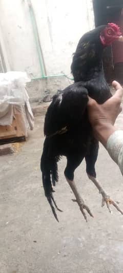 Mushka lasani croos black killo Mai hai