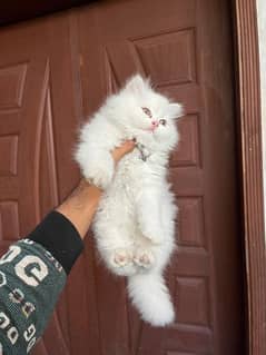 punch face triple coat Persian male kitten