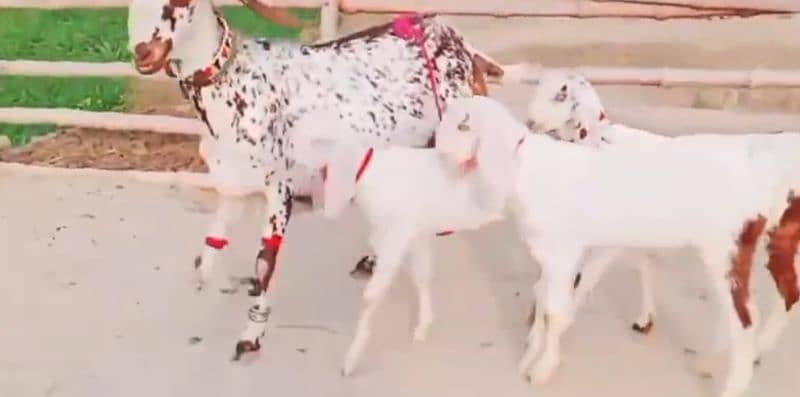 3 Bacchon Ka Sath Desi Bakri For Sale (Call "_03314594754) 0