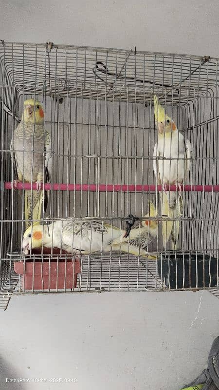 4 Beautiful Cockatiel pathay. 1500 for each. 0