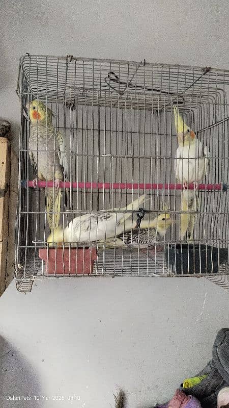 4 Beautiful Cockatiel pathay. 1500 for each. 1