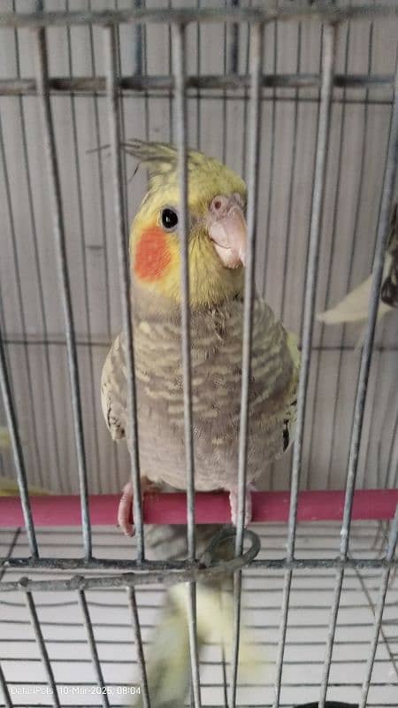 4 Beautiful Cockatiel pathay. 1500 for each. 2