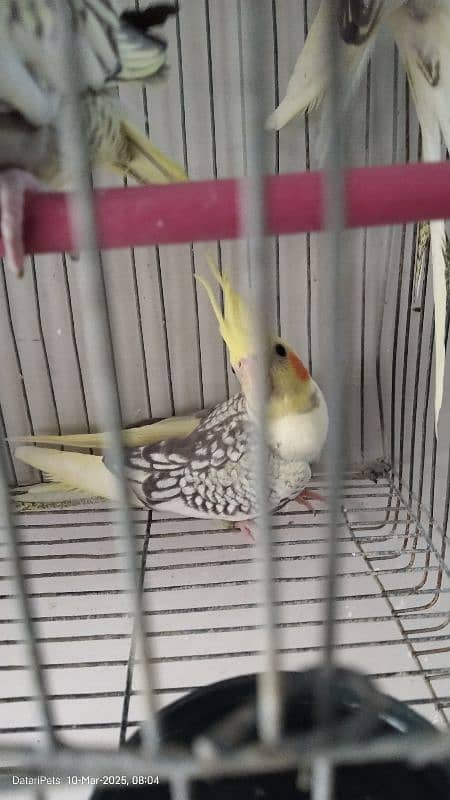 4 Beautiful Cockatiel pathay. 1500 for each. 3