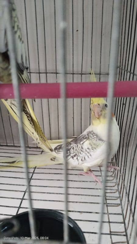 4 Beautiful Cockatiel pathay. 1500 for each. 4