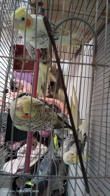 4 Beautiful Cockatiel pathay. 1500 for each. 5