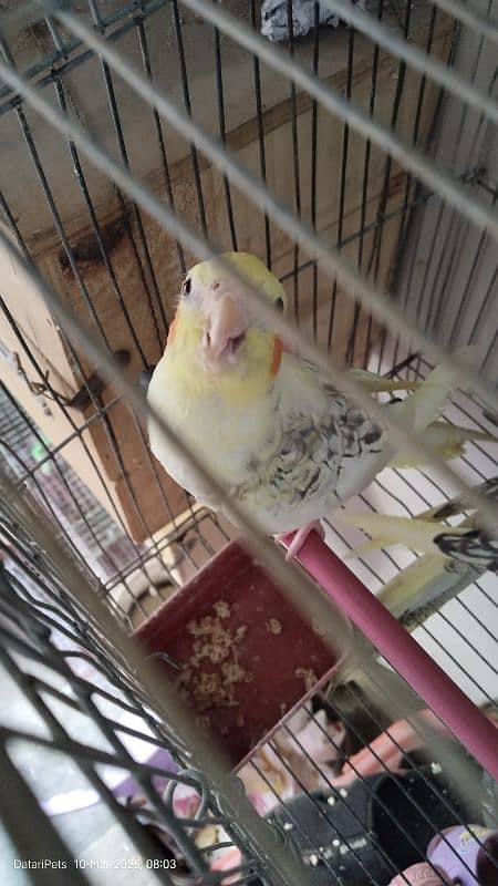 4 Beautiful Cockatiel pathay. 1500 for each. 6