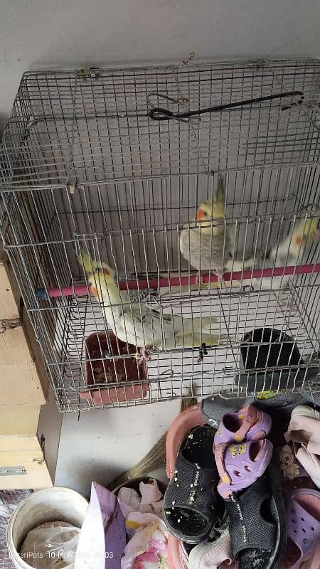 4 Beautiful Cockatiel pathay. 1500 for each. 7