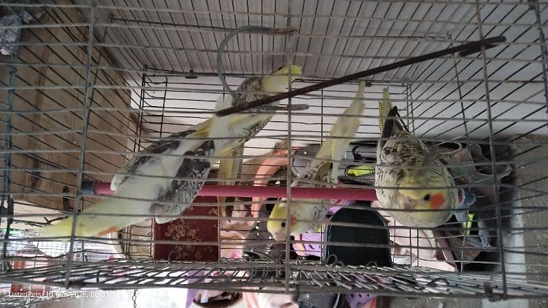 4 Beautiful Cockatiel pathay. 1500 for each. 8