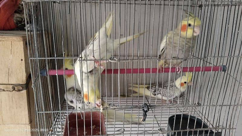 4 Beautiful Cockatiel pathay. 1500 for each. 9