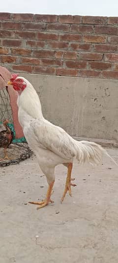 Heer Aseel and Wasli Pakistani Hen