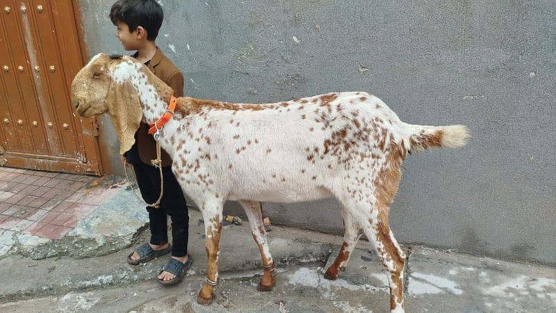 Mukhi Cheni Bakri 0