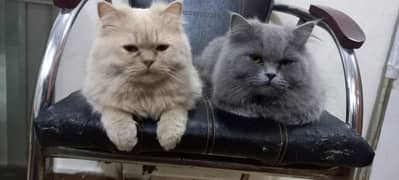 Persian cat for sale