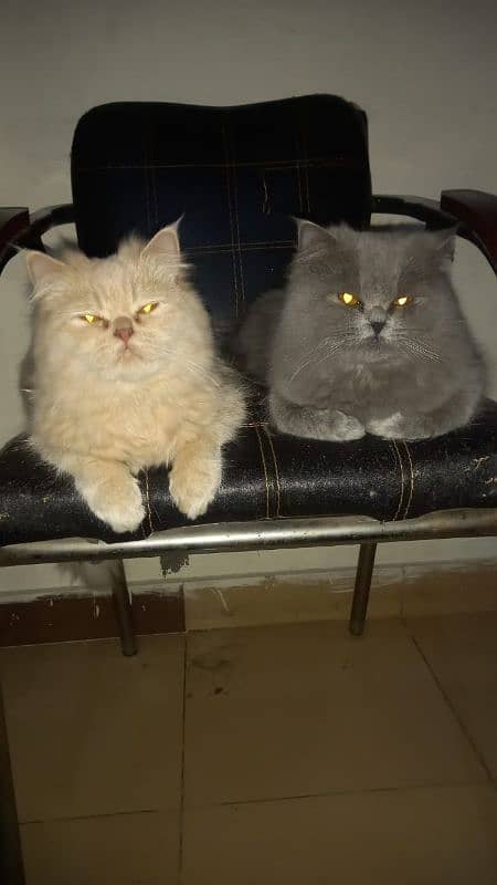 Persian cat for sale 1