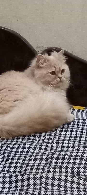 Persian cat for sale 2