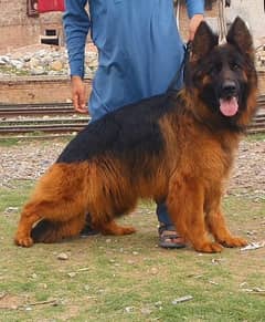 Triple coat hug size female show quality importet blood line  for sale