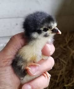 BLACK AUSTRALORP