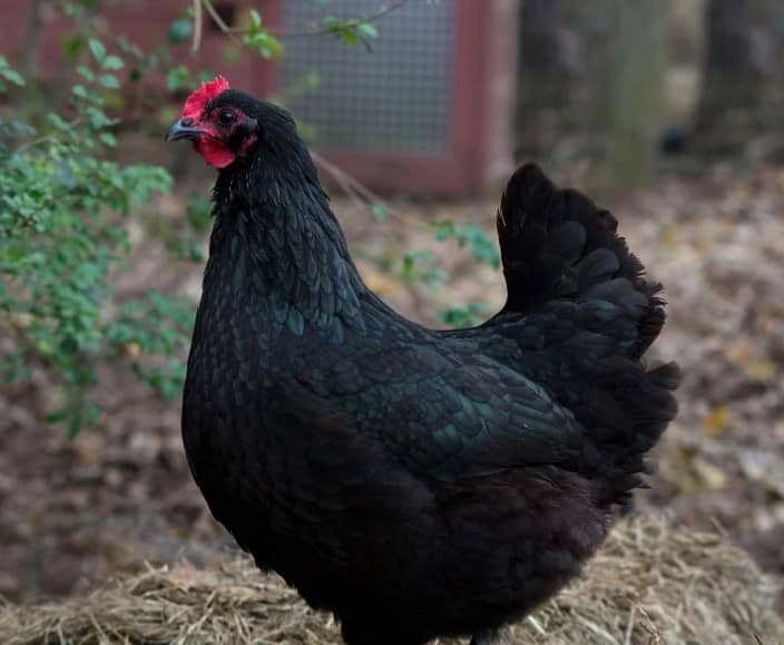 BLACK AUSTRALORP 1