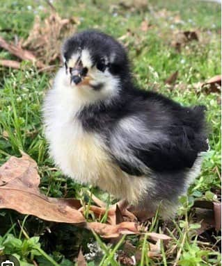 BLACK AUSTRALORP 2