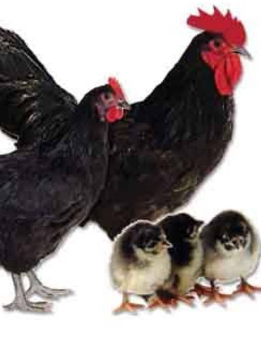 BLACK AUSTRALORP 4