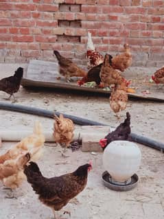 Pure desi hens for sale @ 1,275/- per hen fixed price